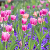 New York Botanical Garden