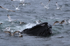 Cape Cod Whale Watching 3/7