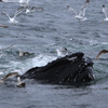Cape Cod Whale Watching 3/7