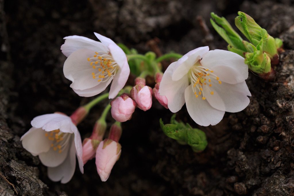 Washington D.C.の桜