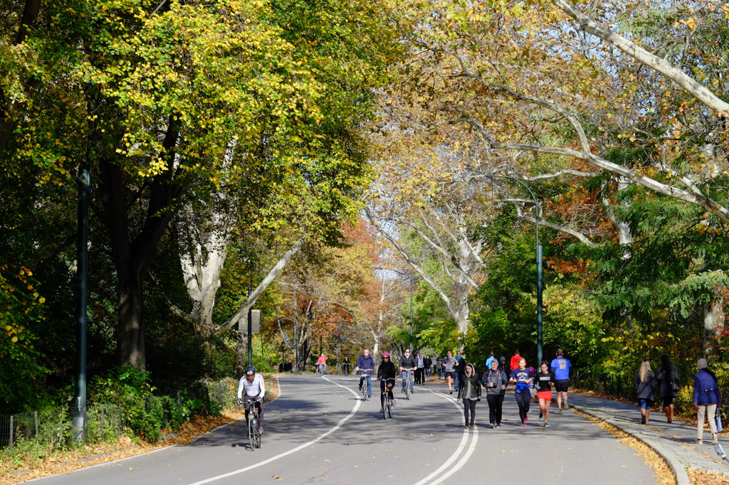 Fall foliage in NYC #5