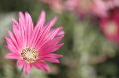 NY Botanical Garden #6