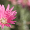 NY Botanical Garden #6