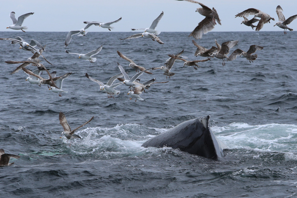 Cape Cod Whale Watching 5/7