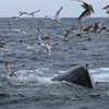 Cape Cod Whale Watching 5/7