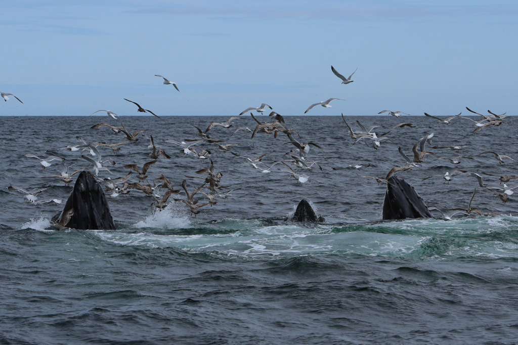 Cape Cod Whale Watching 2/7
