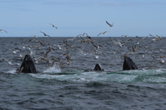 Cape Cod Whale Watching 2/7