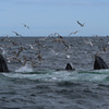 Cape Cod Whale Watching 2/7