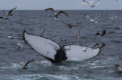 Cape Cod Whale Watching 6/7