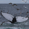 Cape Cod Whale Watching 6/7