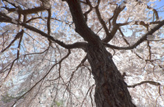 枝垂桜の傘の下