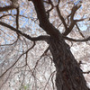 枝垂桜の傘の下