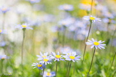 Blue Daisy