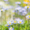 Blue Daisy