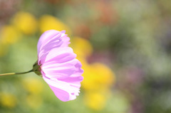 NY Botanical Garden #8