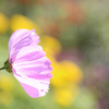 NY Botanical Garden #8