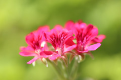 NY Botanical Garden #1