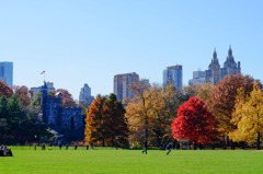 Fall foliage in NYC #9