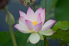 New York Botanic Garden