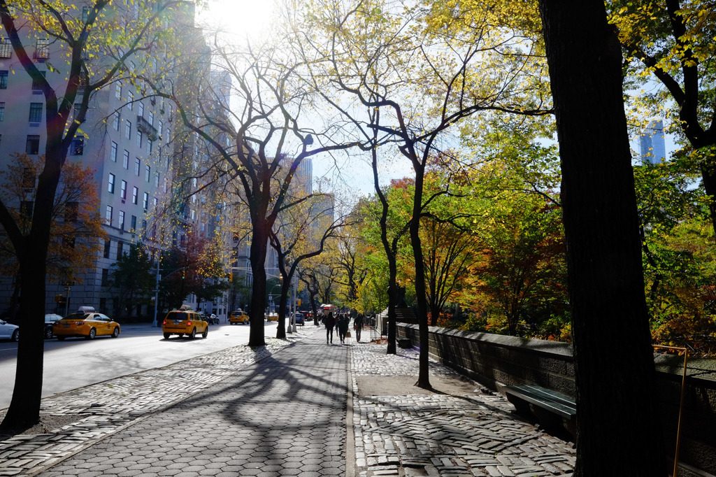 Fall foliage in NYC #1