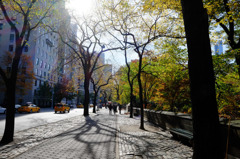 Fall foliage in NYC #1