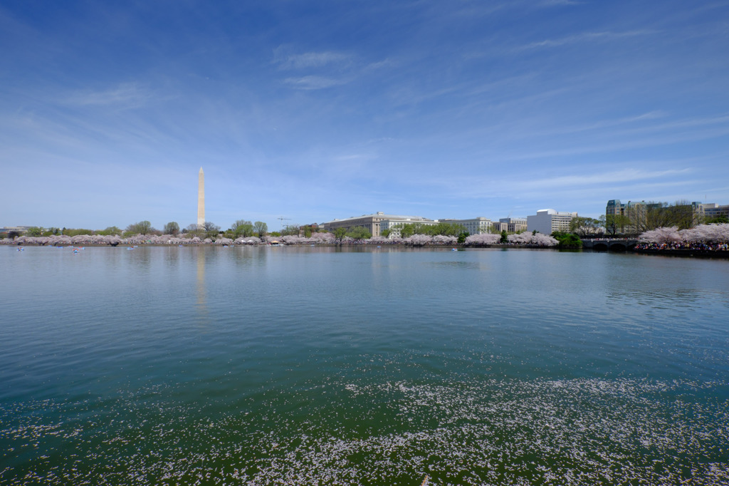 Washington Monumentと桜