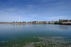 Washington Monumentと桜