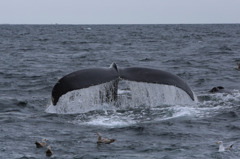 Cape Cod Whale Watching 7/7