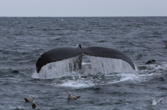 Cape Cod Whale Watching 7/7