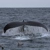 Cape Cod Whale Watching 7/7