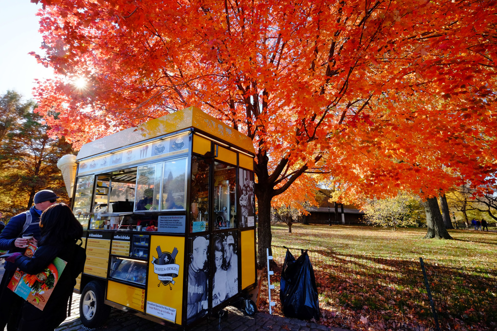 Fall foliage in NYC #10