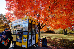 Fall foliage in NYC #10