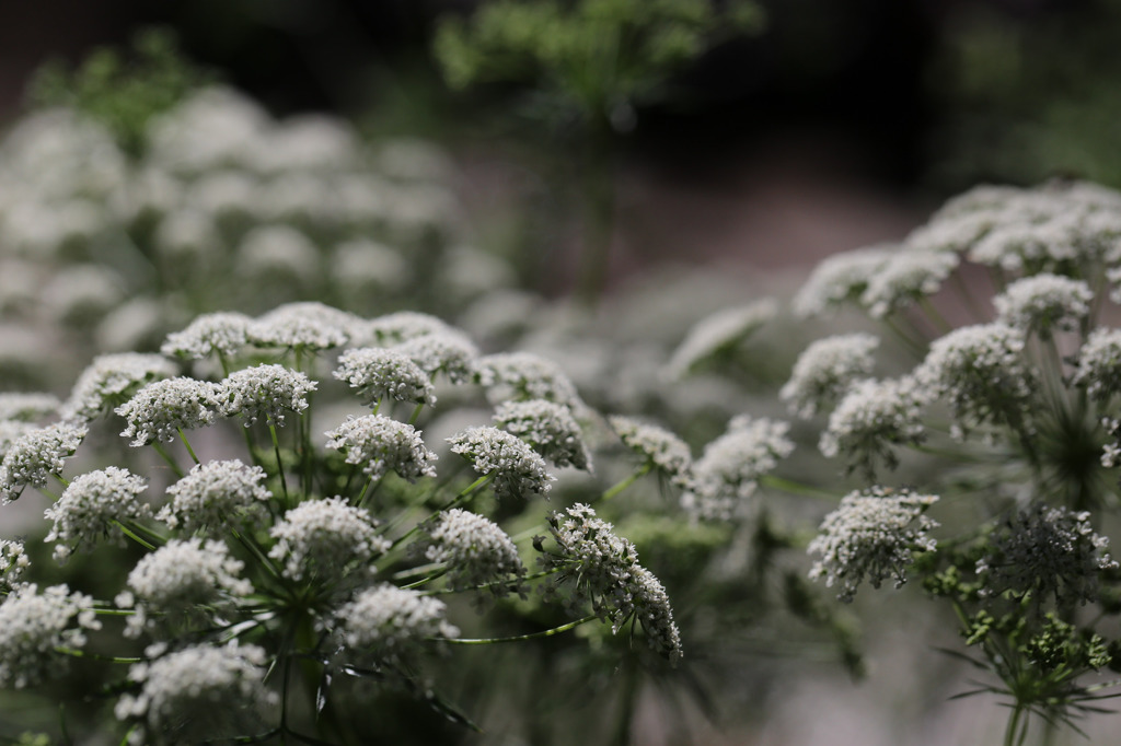NY Botanical Garden #9