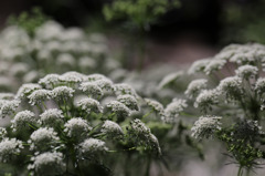 NY Botanical Garden #9