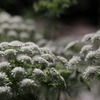 NY Botanical Garden #9