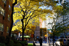 Fall foliage in NYC #14