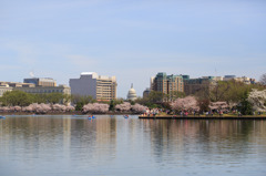 U.S. Capitalと桜