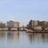 U.S. Capitalと桜