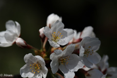 桜