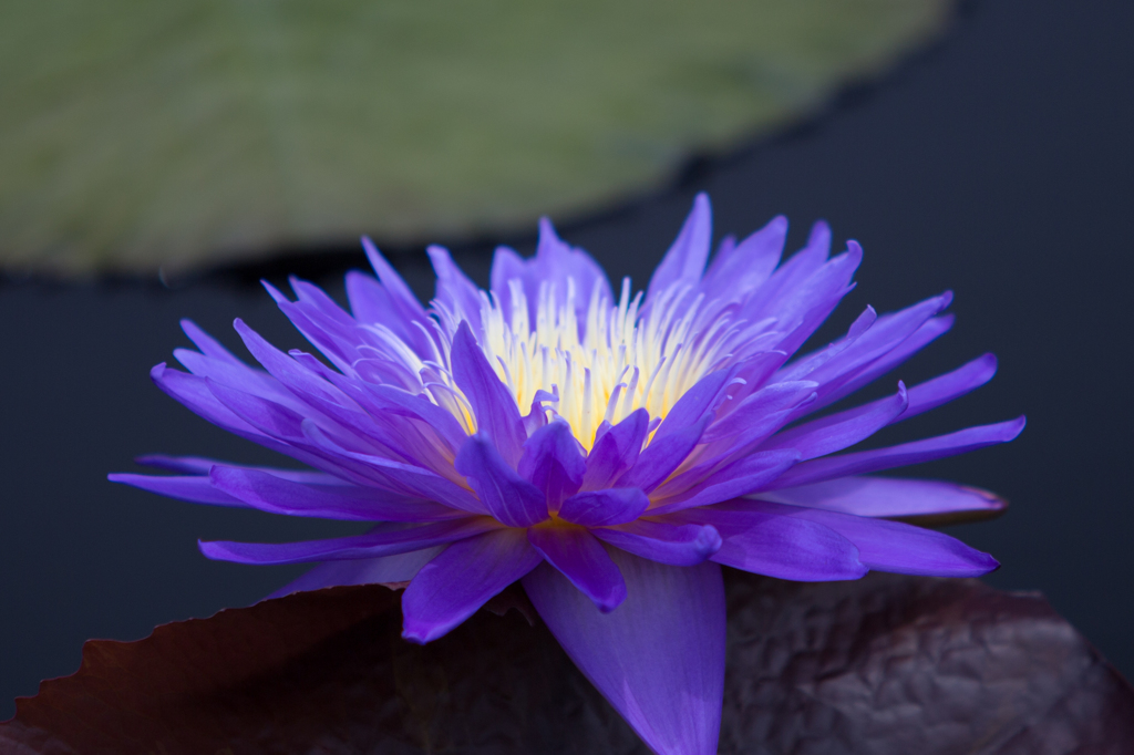 New York Botanic Garden