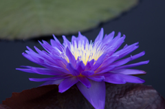 New York Botanic Garden