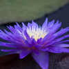 New York Botanic Garden