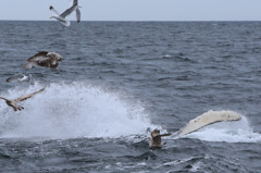 Cape Cod Whale Watching 4/7