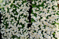 NY Botanical Garden #3