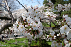 桜