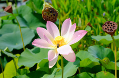 花とムシ #2