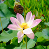 花とムシ #2