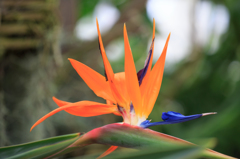 New York Botanic Garden