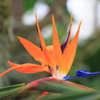 New York Botanic Garden
