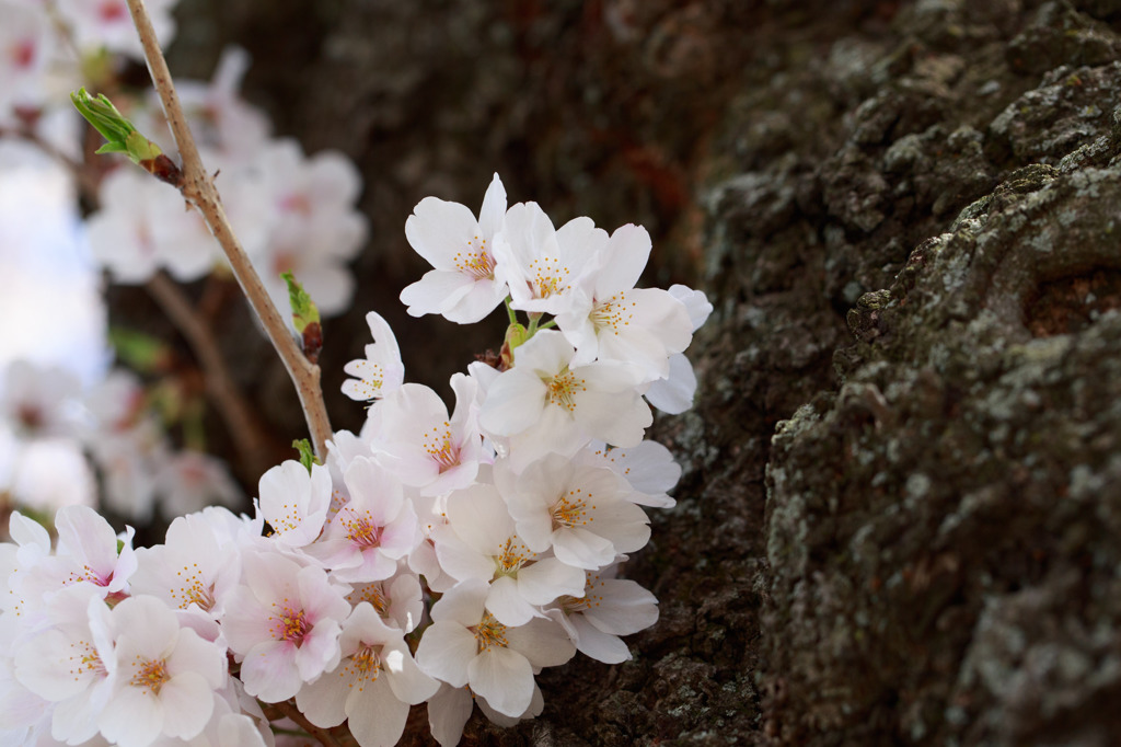 Washington D.C.の桜